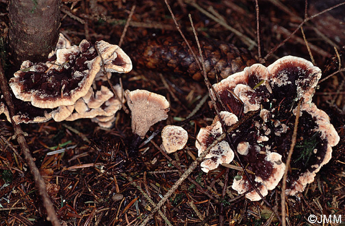 Hydnellum peckii