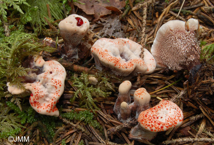 Hydnellum peckii 