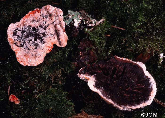 Hydnellum peckii