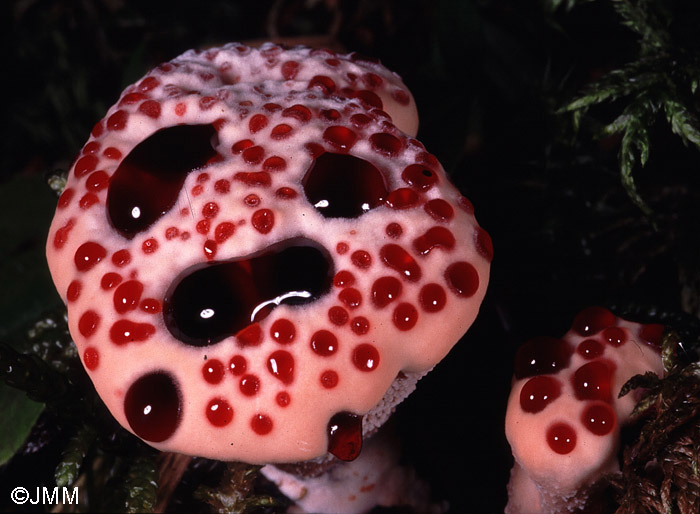 Hydnellum peckii