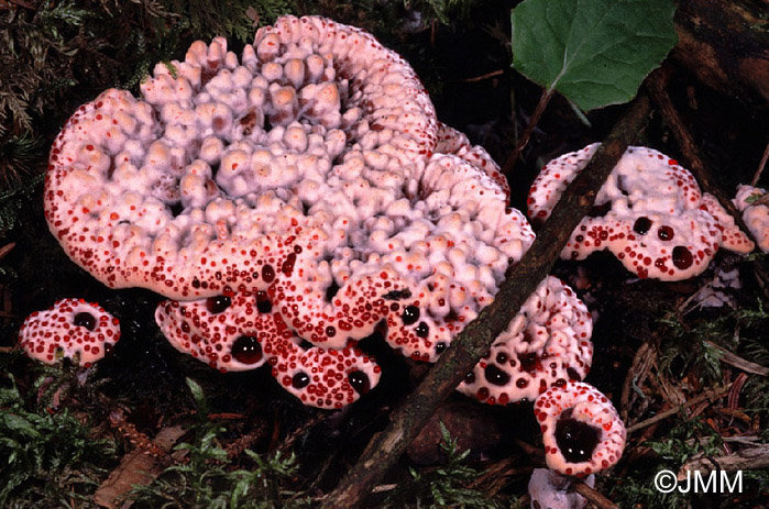 Hydnellum peckii