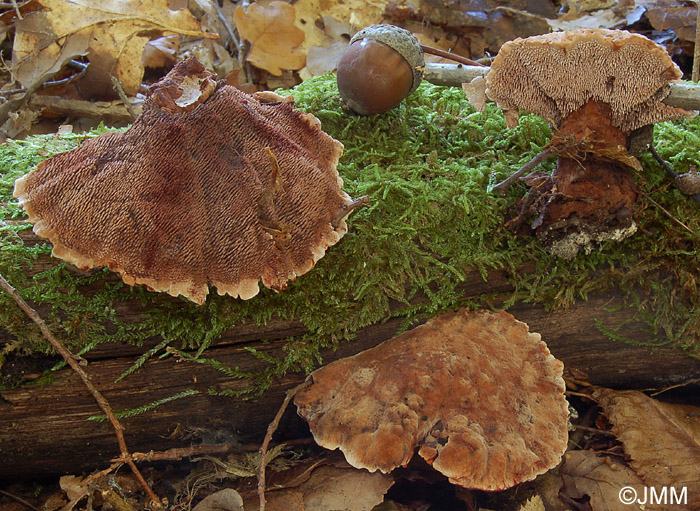 Hydnellum spongiosipes