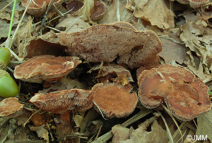 Hydnellum spongiosipes