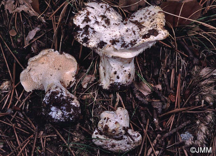 Hydnum pallidum = Hydnum albidum ss. auct. eur.