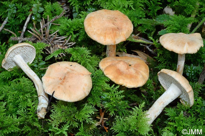 Hydnum rufescens