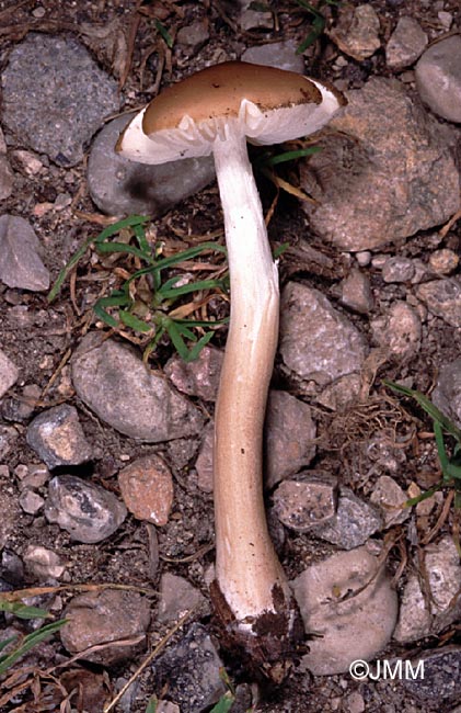 Hydropus subalpinus = Collybia pseudoradicata