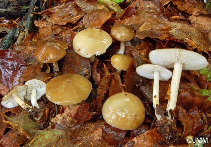 Hydropus subalpinus = Collybia pseudoradicata