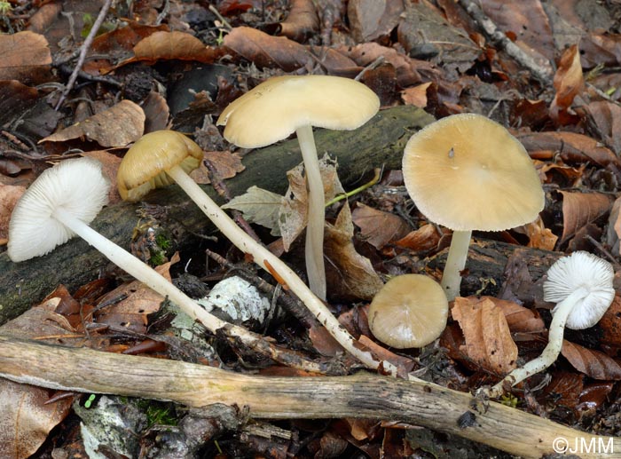 Hydropus subalpinus = Collybia pseudoradicata