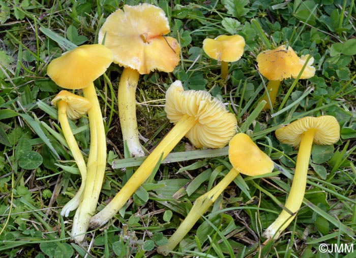 Hygrocybe persistens var. langei = Hygrocybe acutoconica