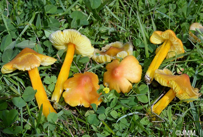 Hygrocybe persistens var. langei = Hygrocybe acutoconica