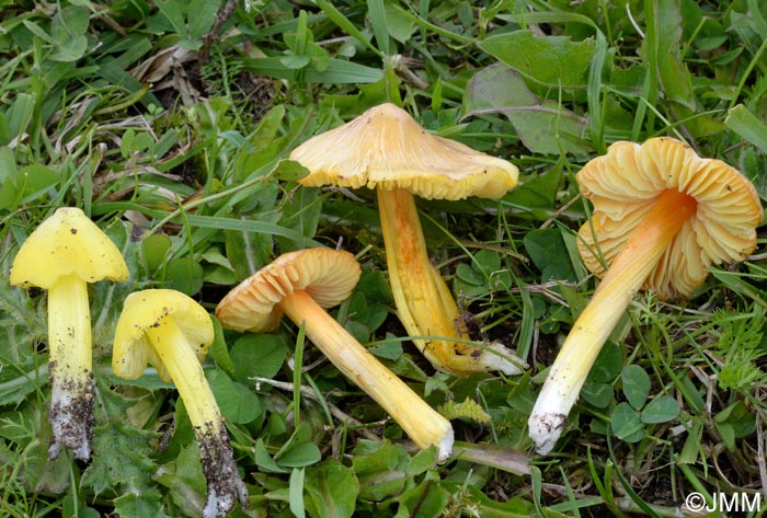 Hygrocybe persistens var. langei = Hygrocybe acutoconica