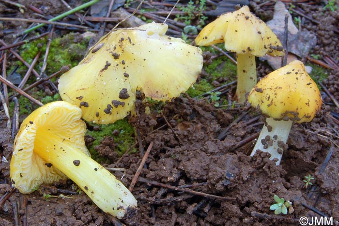 Hygrocybe persistens var. langei = Hygrocybe acutoconica