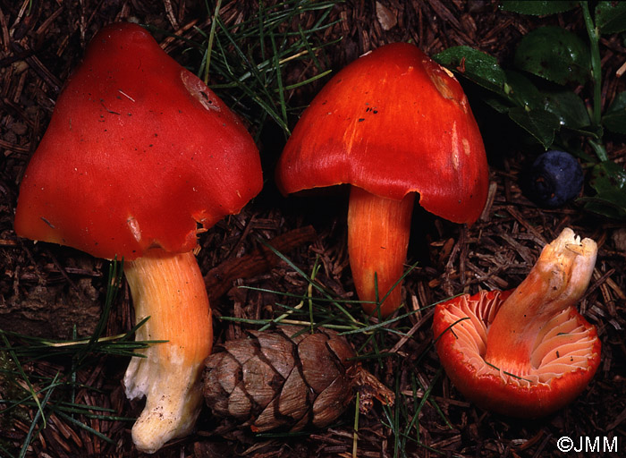 Hygrocybe acutopunicea