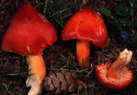 Hygrocybe acutopunicea