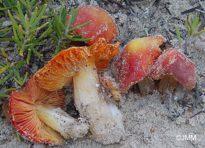 Hygrocybe aurantiolutescens