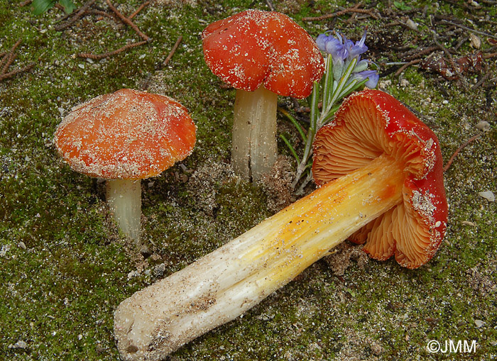 Hygrocybe aurantiolutescens