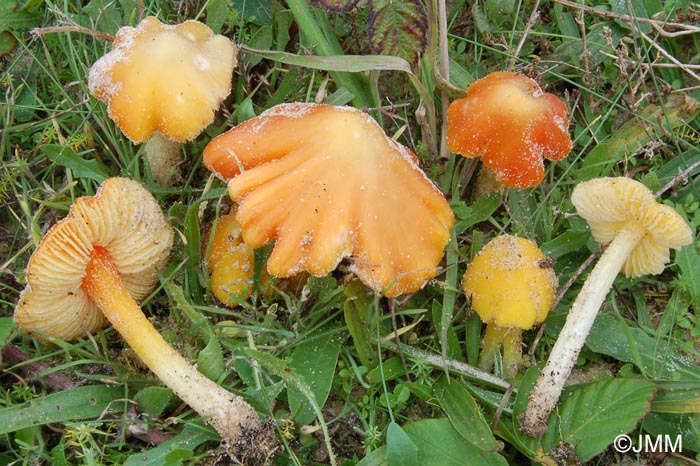 Hygrocybe aurantiolutescens