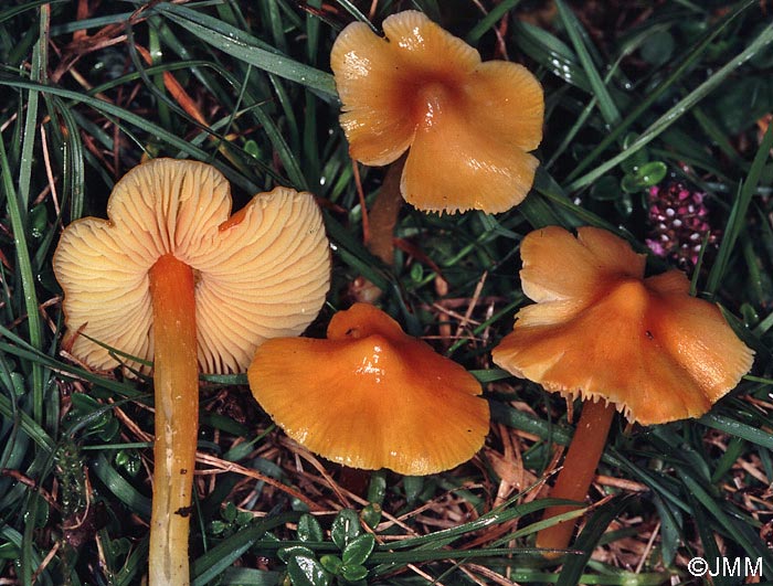 Hygrocybe aurantiolutescens var. parapersistens 