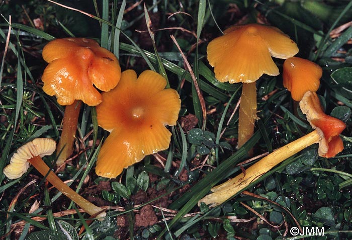 Hygrocybe aurantiolutescens var. parapersistens 