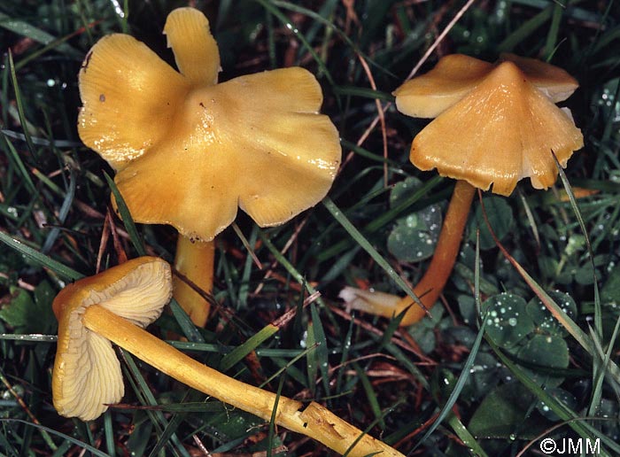 Hygrocybe aurantiolutescens var. parapersistens 