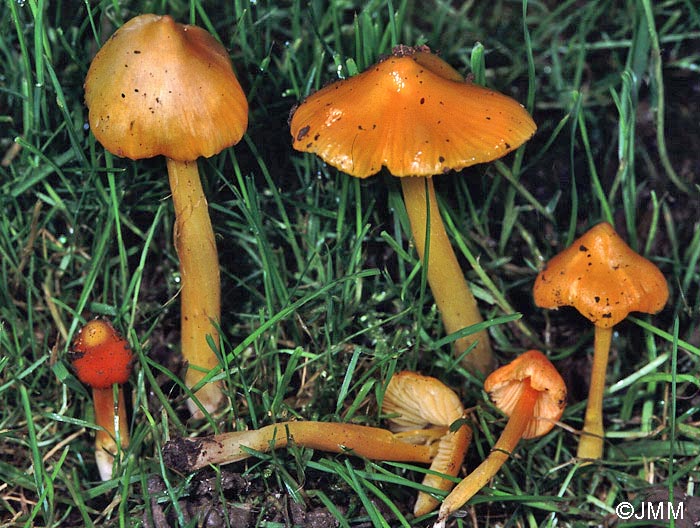 Hygrocybe aurantiolutescens var. parapersistens 