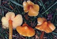 Hygrocybe aurantiolutescens var. parapersistens