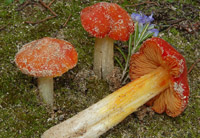 Hygrocybe aurantiolutescens