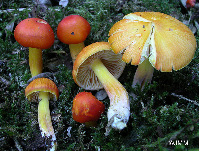 Hygrocybe aurantiosplendens