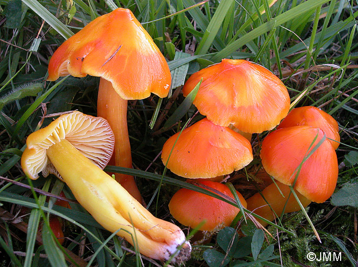 Hygrocybe aurantiosplendens