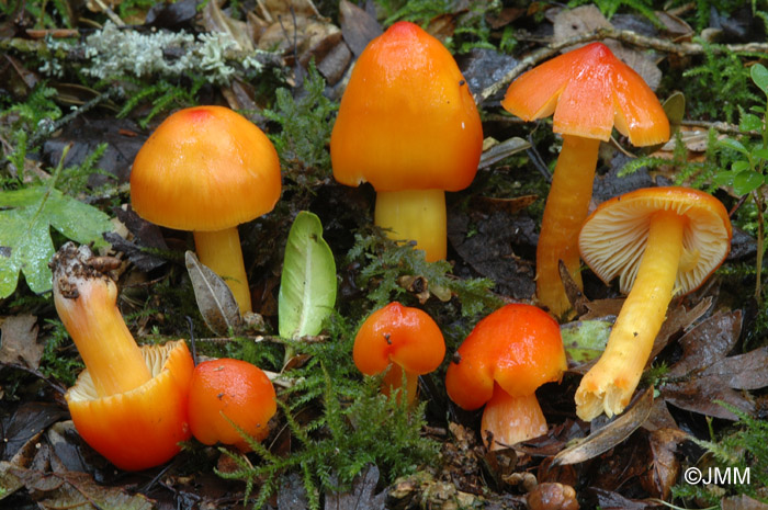 Hygrocybe aurantiosplendens