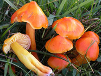 Hygrocybe  aurantiosplendens