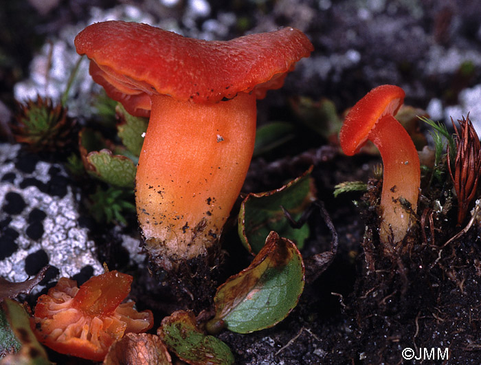 Hygrocybe biminiata