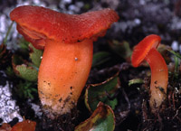 Hygrocybe biminiata