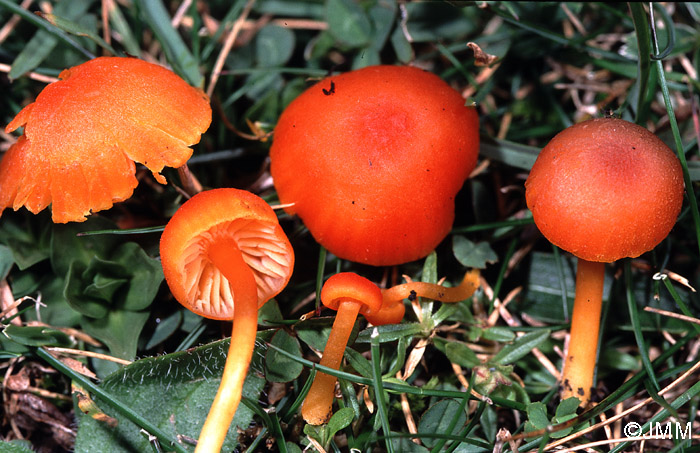 Hygrocybe calciphila 