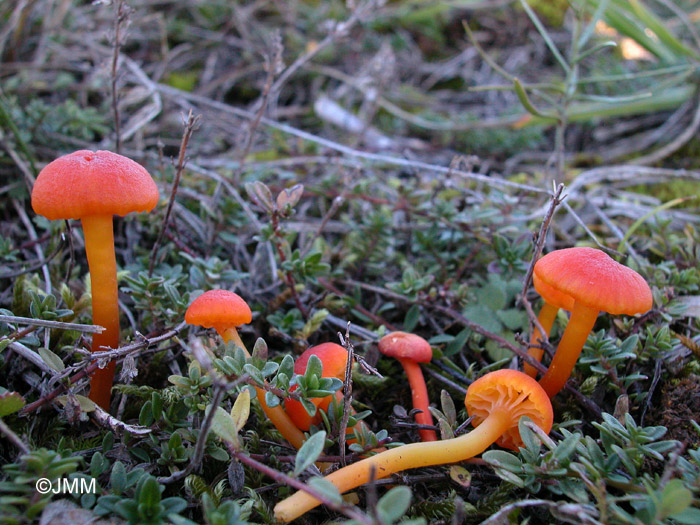 Hygrocybe calciphila