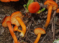 Hygrocybe calciphila