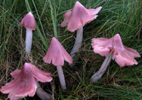 Hygrocybe calyptriformis