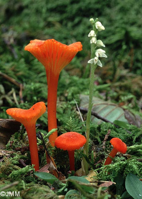 Hygrocybe cantharellus & Goodyera repens