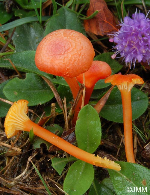 Hygrocybe cantharellus