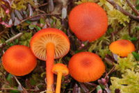 Hygrocybe cantharellus