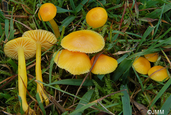 Hygrocybe ceracea 