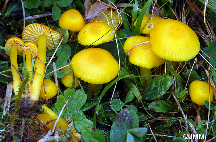 Hygrocybe ceracea 