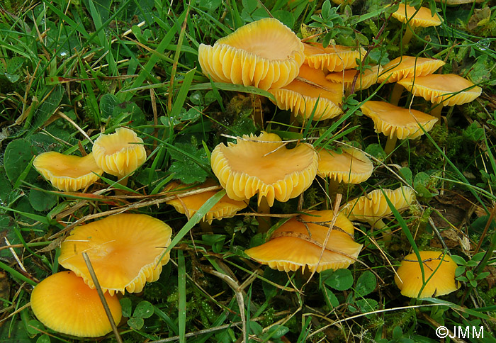 Hygrocybe ceracea 