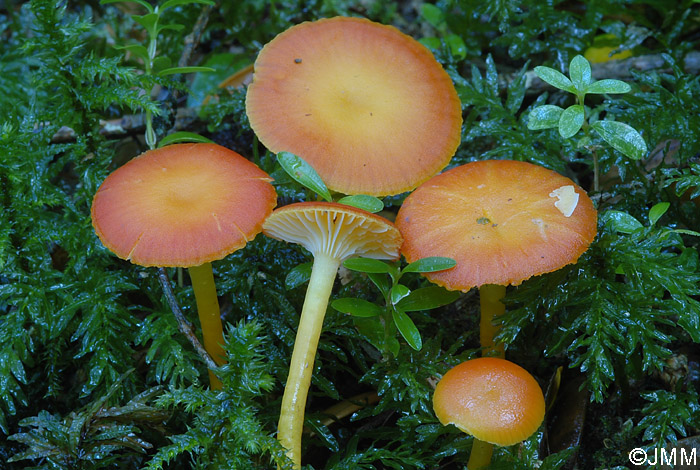 Hygrocybe ceracea var. vitellinoides 