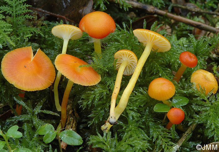 Hygrocybe ceracea var. vitellinoides 