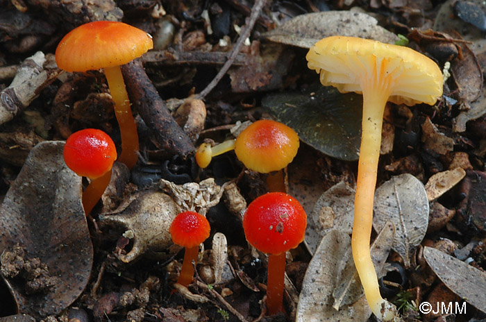 Hygrocybe ceracea var. vitellinoides f. rubella