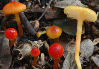 Hygrocybe ceracea var. vitellinoides f. rubella