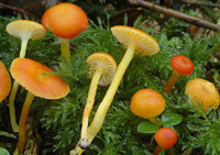 Hygrocybe ceracea var. vitellinoides