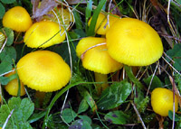 Hygrocybe ceracea