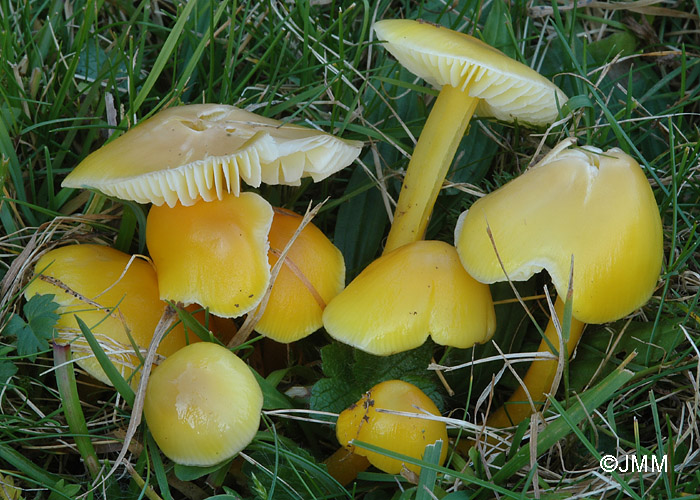 Hygrocybe chlorophana